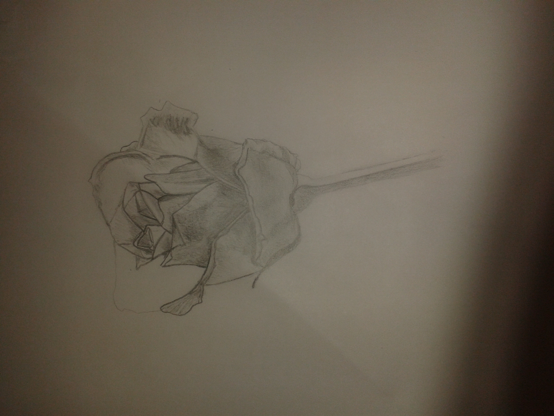 A rose